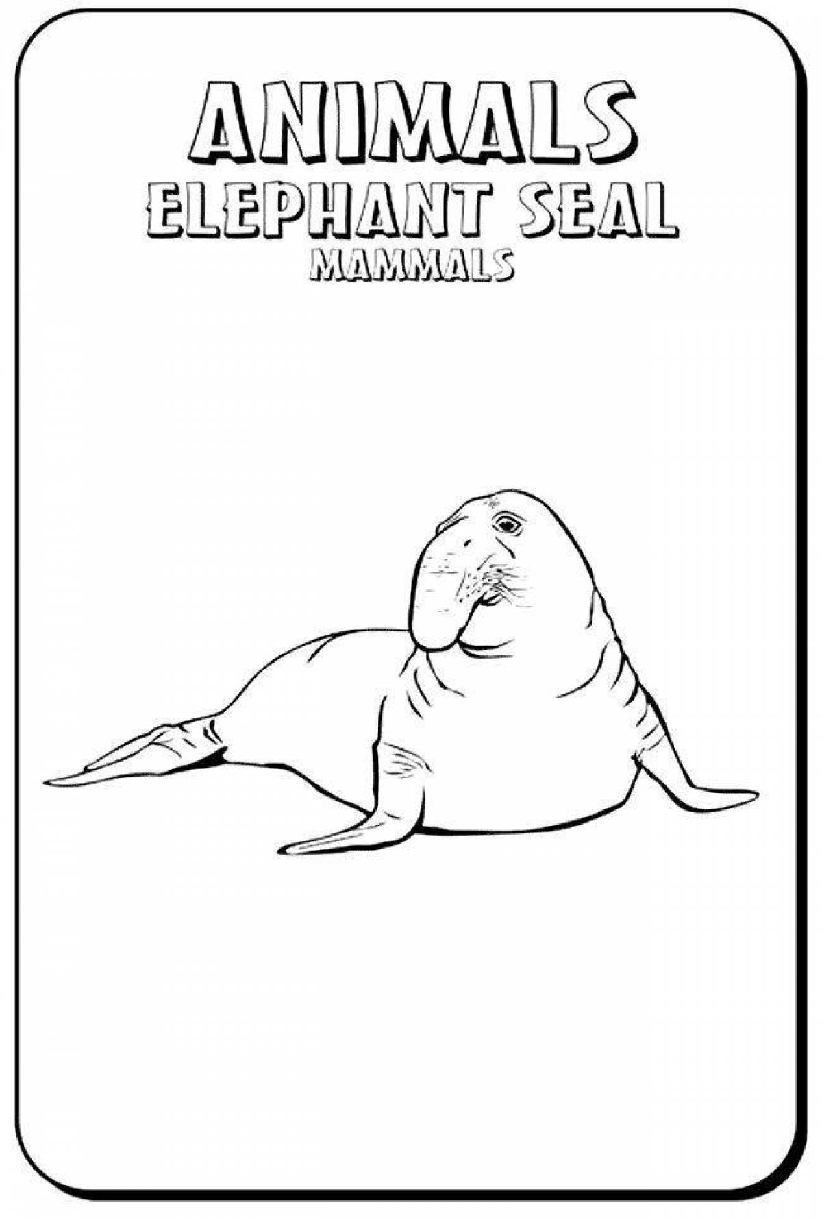 Раскраска возвышенный морской слон