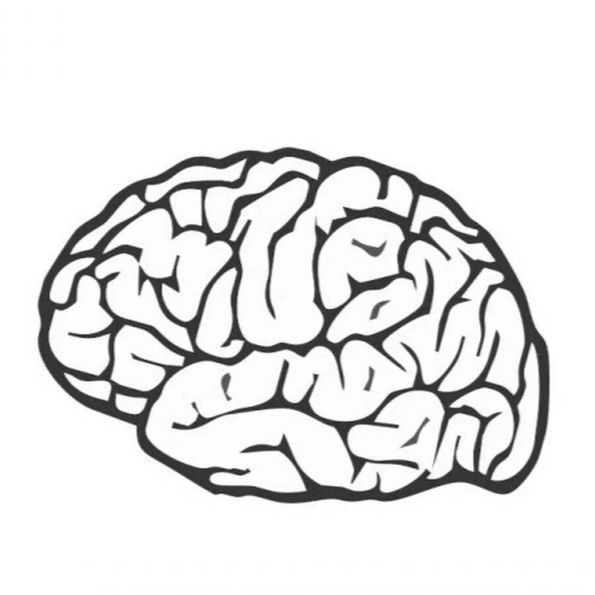 Детальная раскраска человеческий мозг