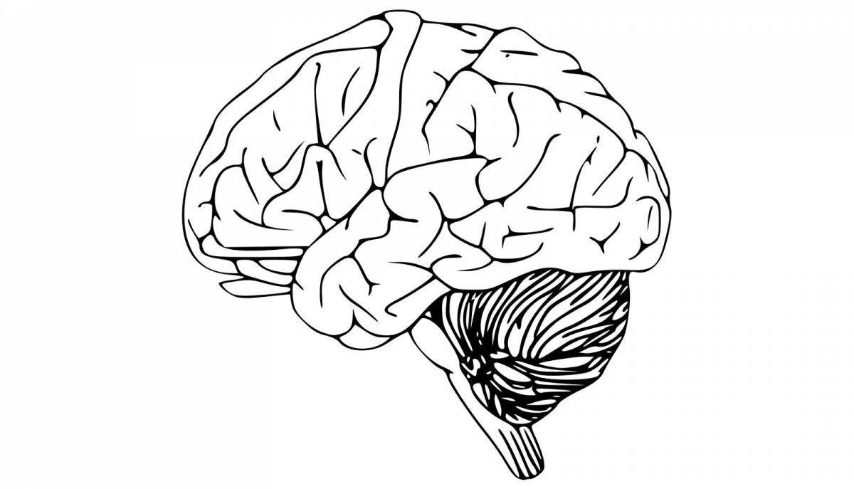 Увлекательная раскраска человеческого мозга