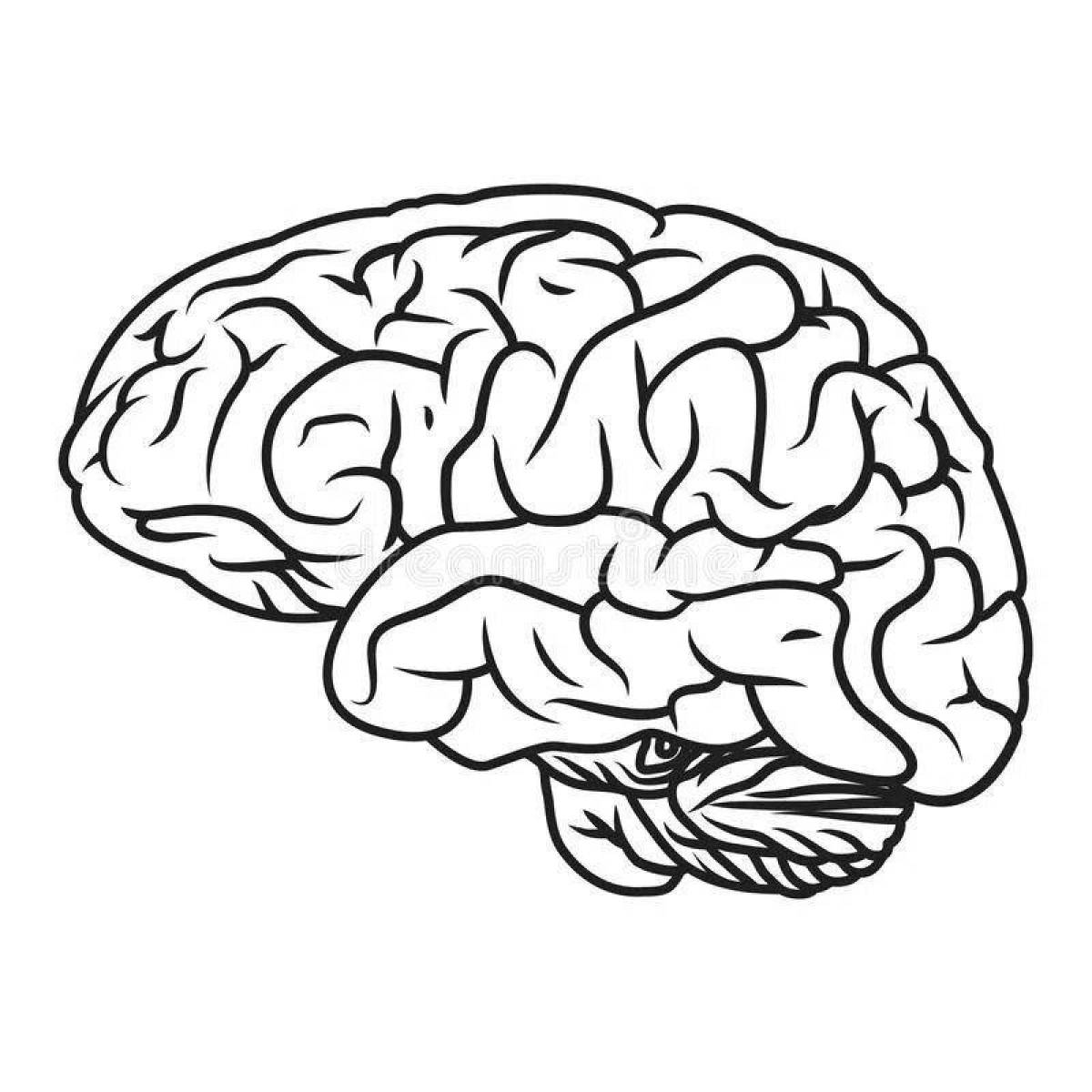 Увлекательная раскраска человеческий мозг