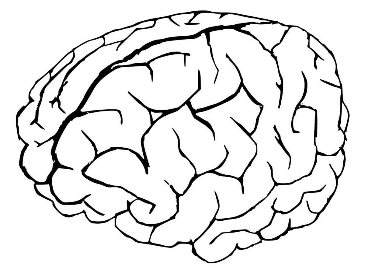 Элегантная раскраска человеческого мозга