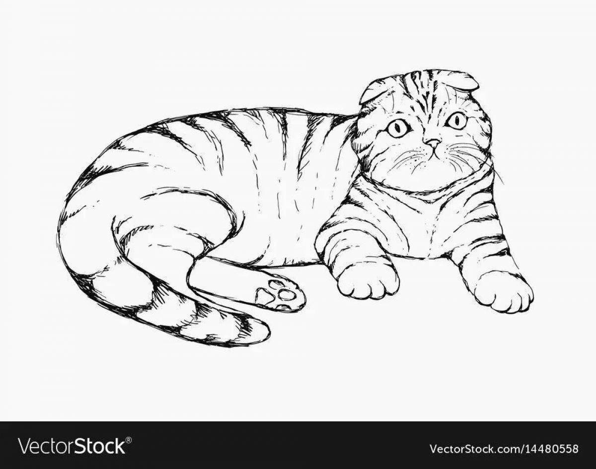 Раскраска королевская шотландская кошка