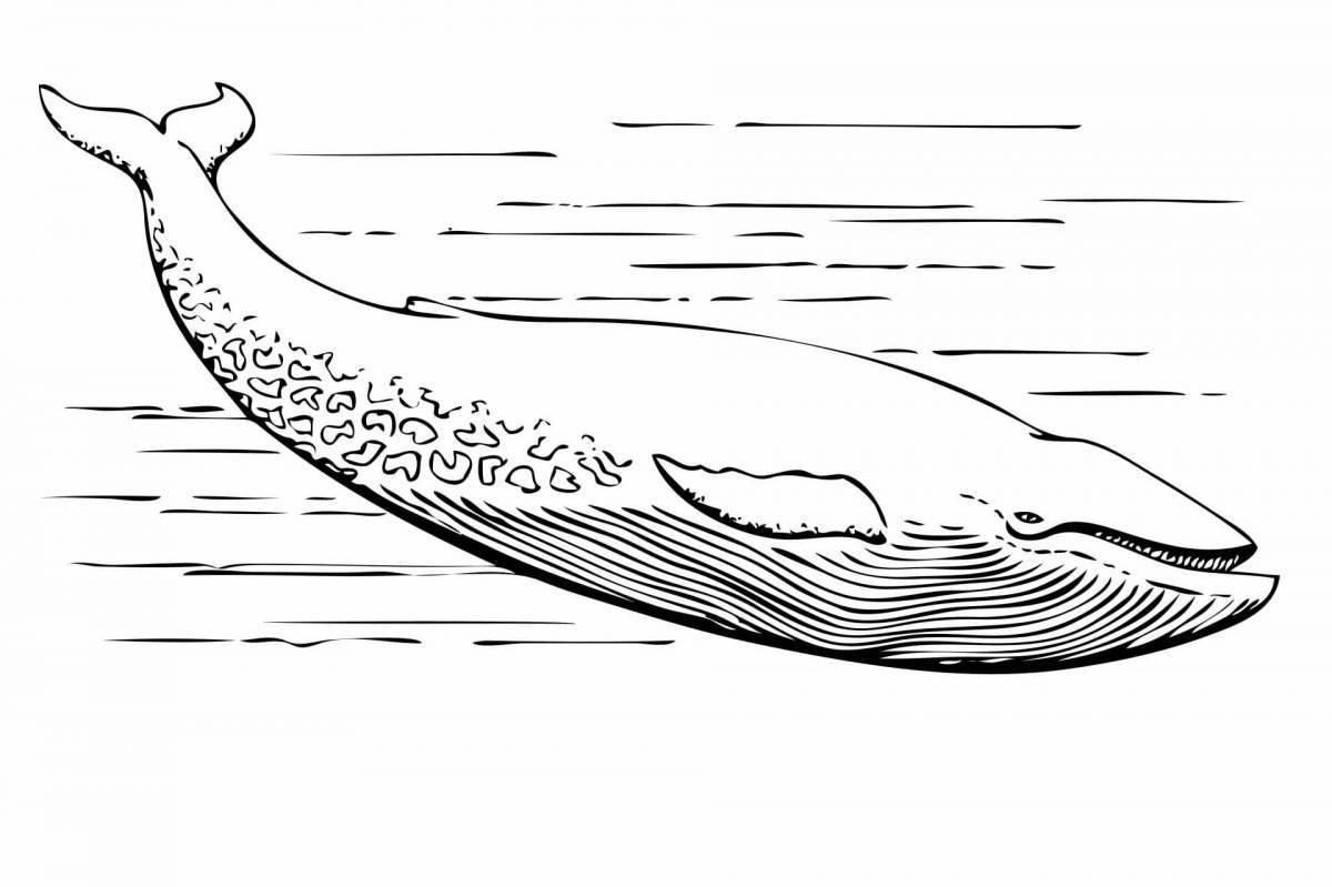 Изящная раскраска рыба-кит