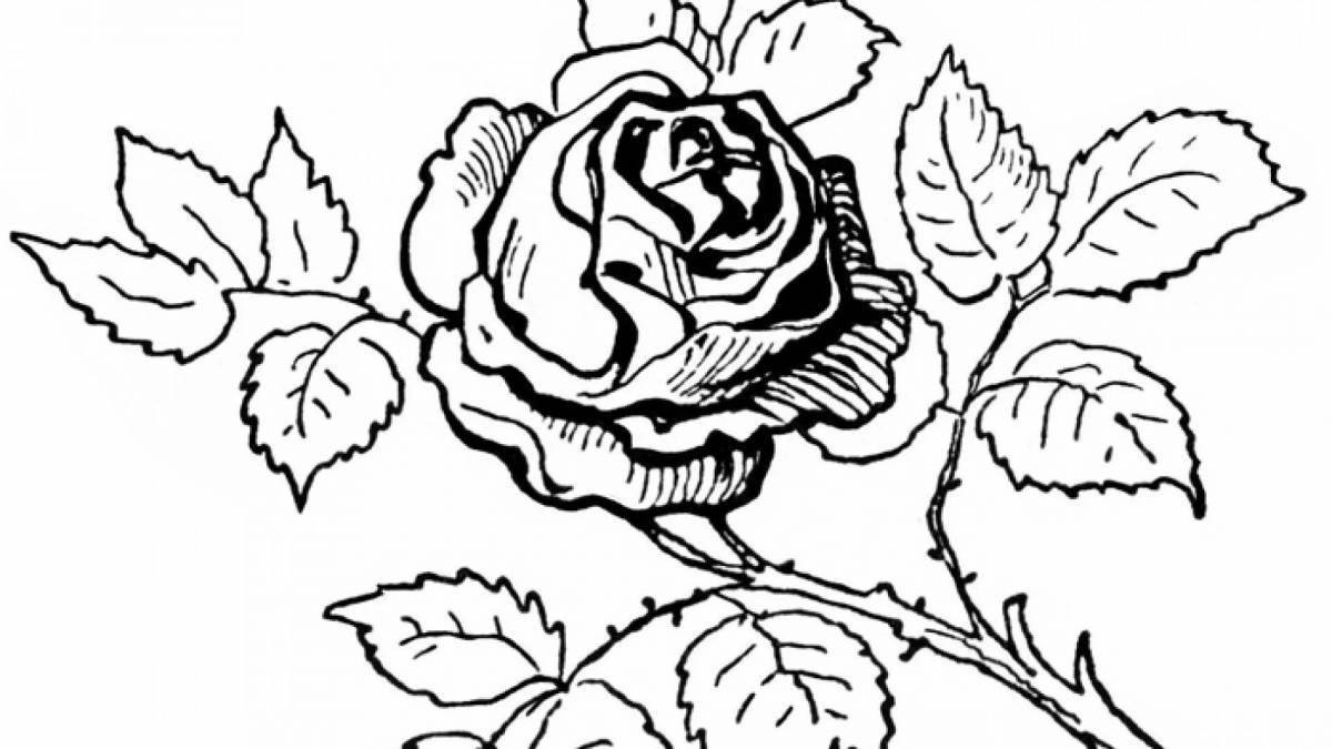 Очаровательная раскраска розы