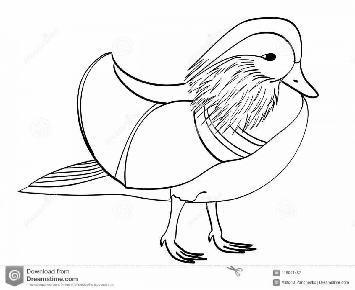 Раскраска яркая птица-мандарин