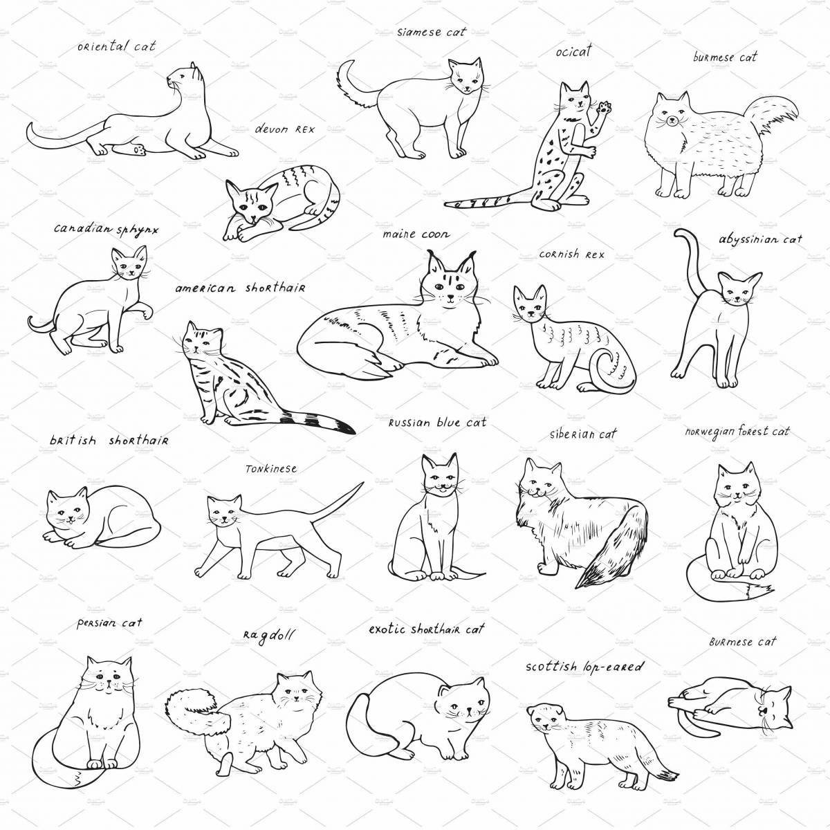 Симпатичные раскраски пород кошек с именами