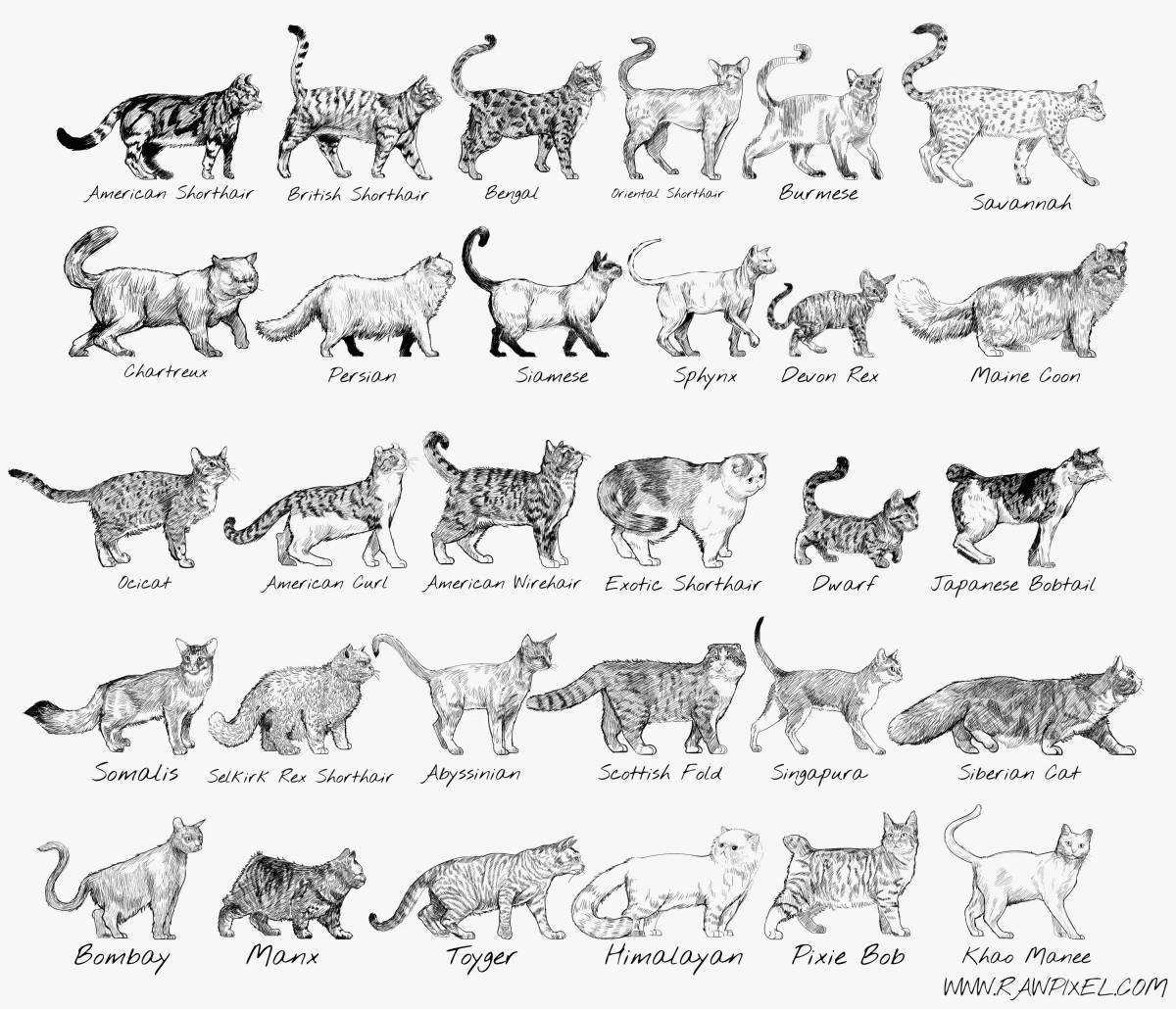 Сладкая раскраска породы кошек с именами