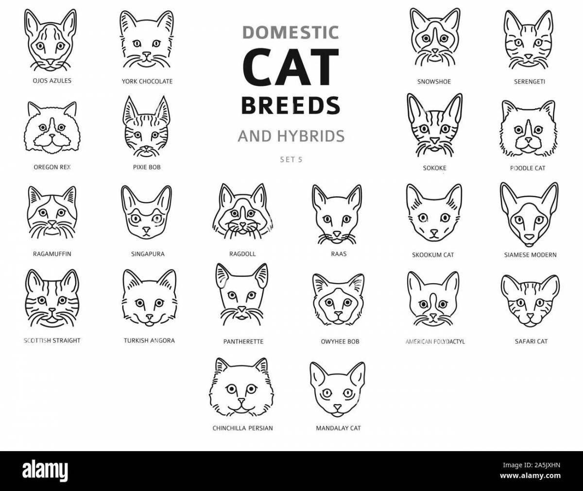 Яркая раскраска породы кошек с именами