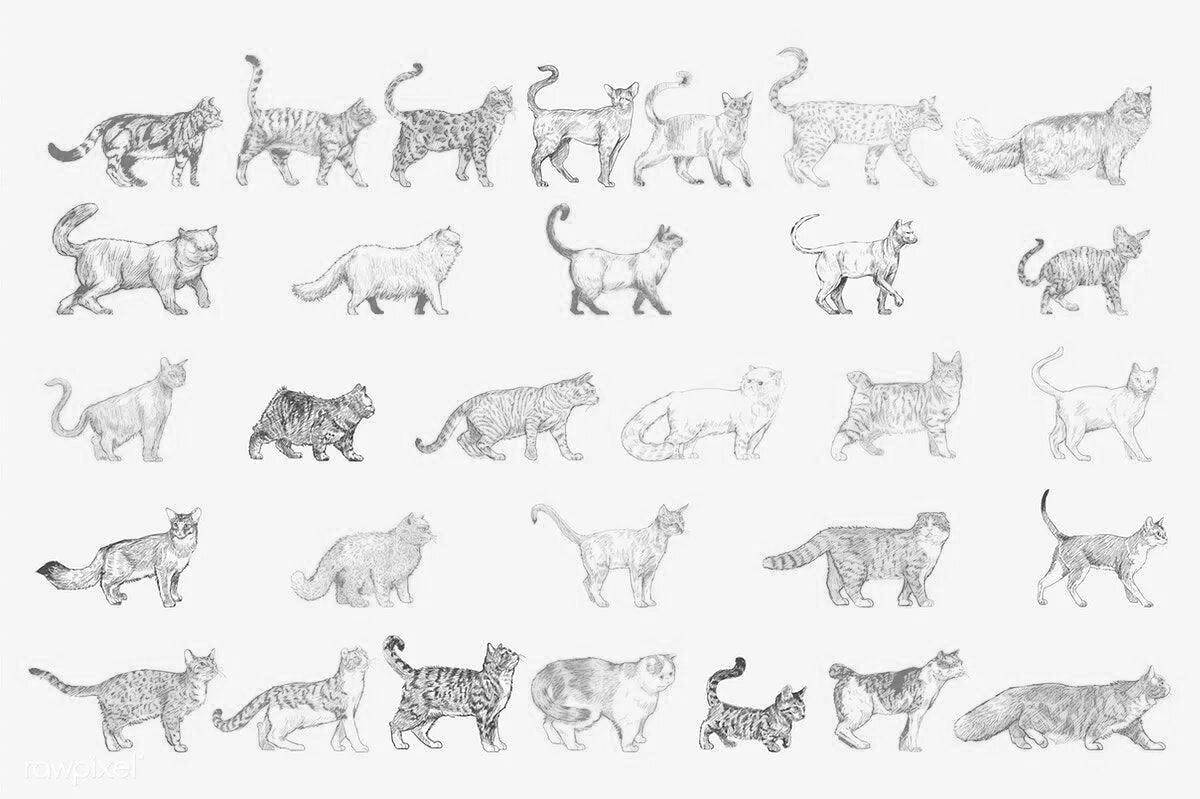 Причудливые раскраски пород кошек с именами