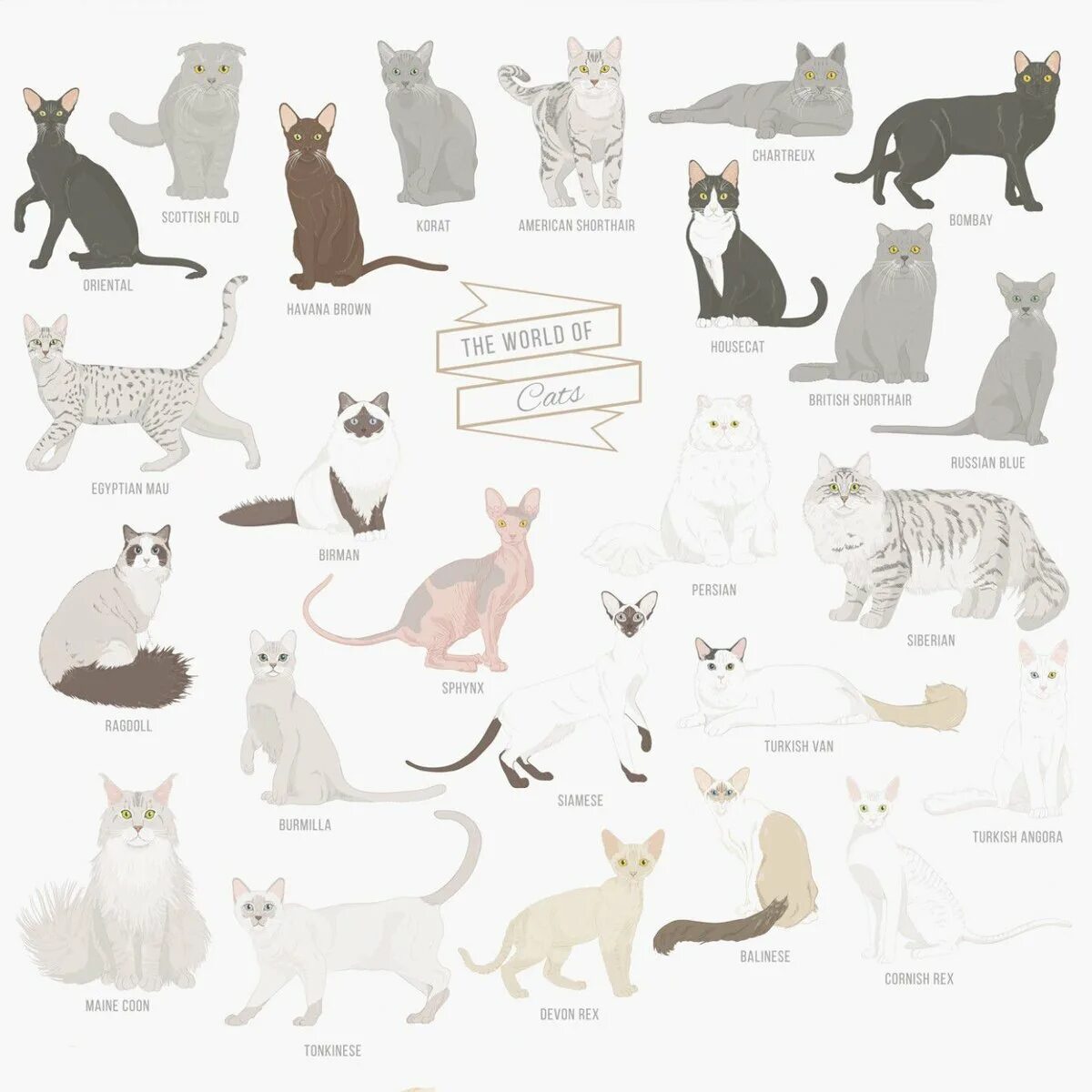 Красивая раскраска породы кошек с именами