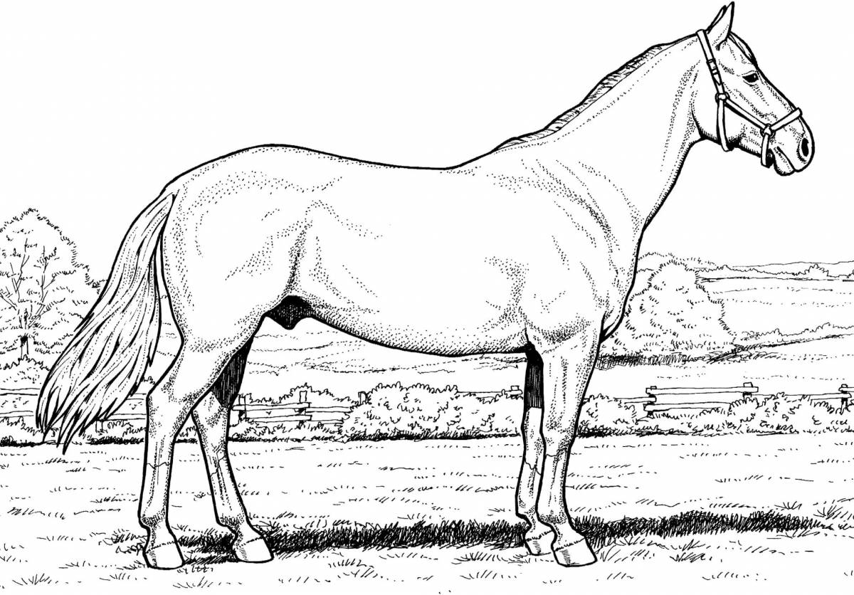 Королевская раскраска лошадь реалистичная