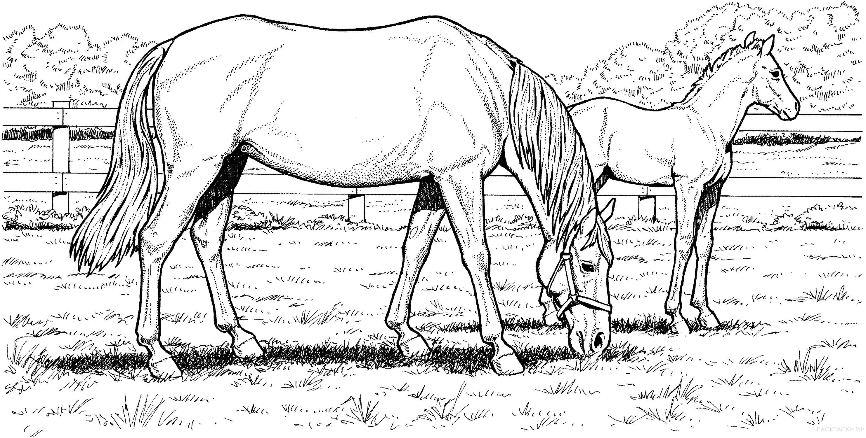Благородная раскраска лошадь реалистичная