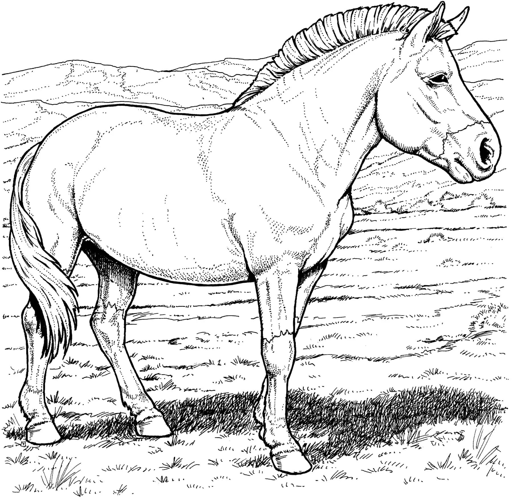 Реалистичная лошадь-раскраска poised
