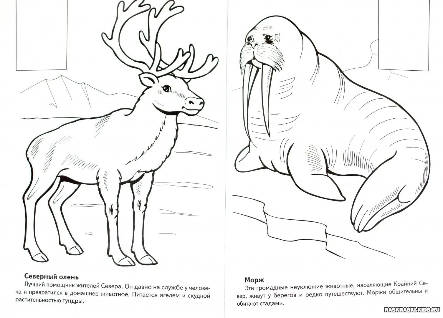 Фантастическая арктическая раскраска для детей