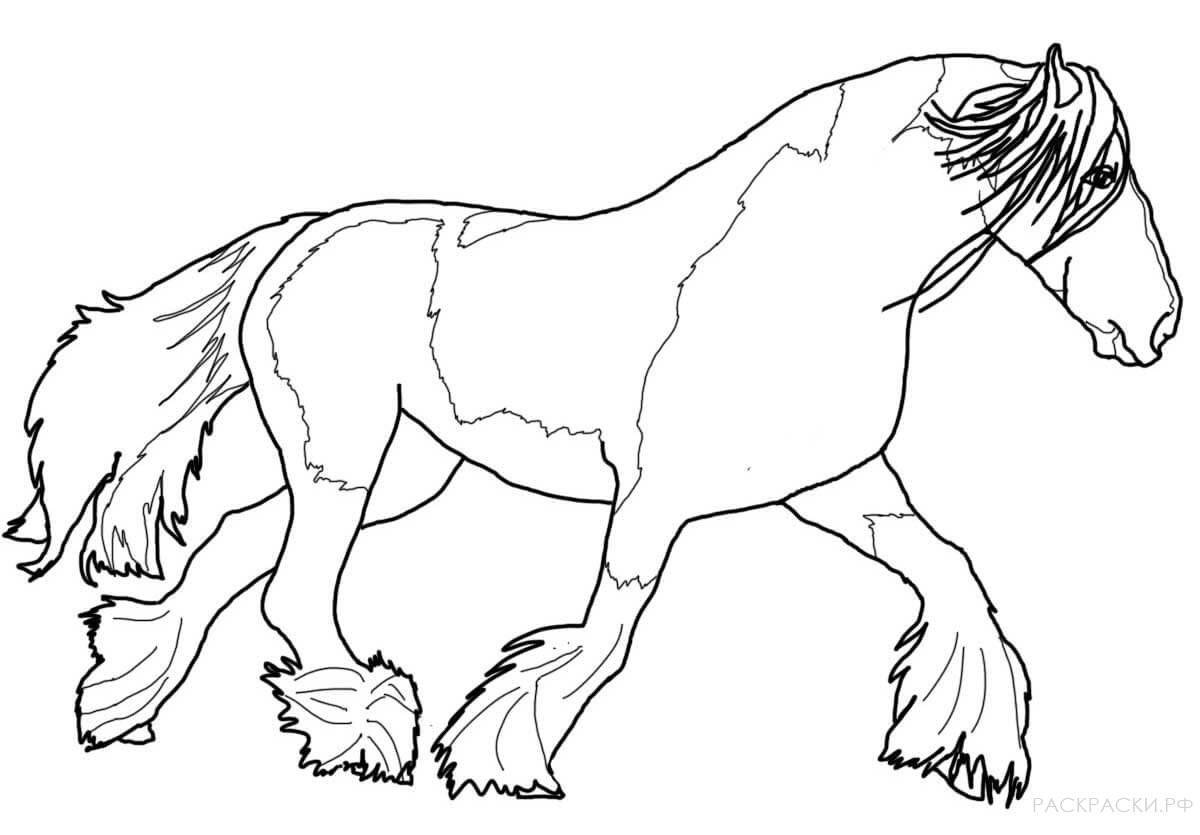 Величественная серая лошадь-раскраска