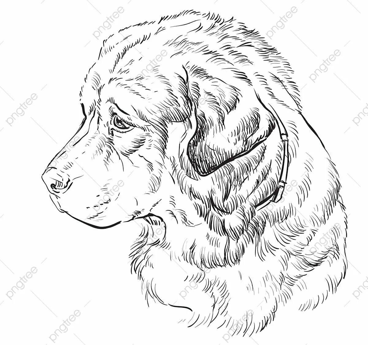 Раскраска роскошная кавказская овчарка