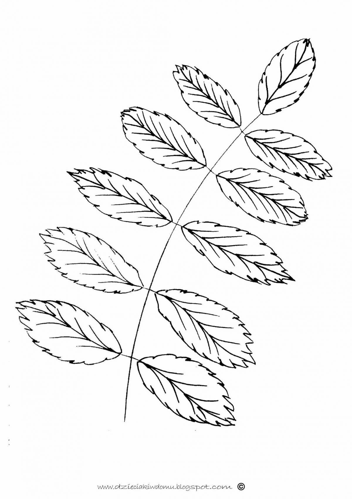 Раскраска сияющий лист рябины