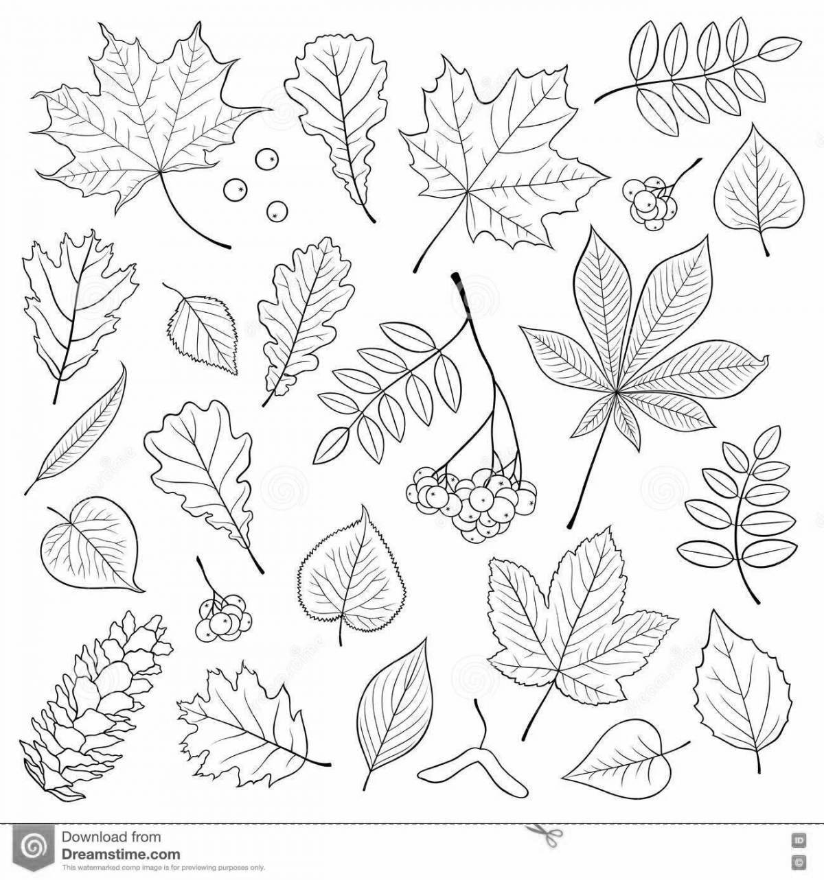 Великолепная раскраска листьев рябины