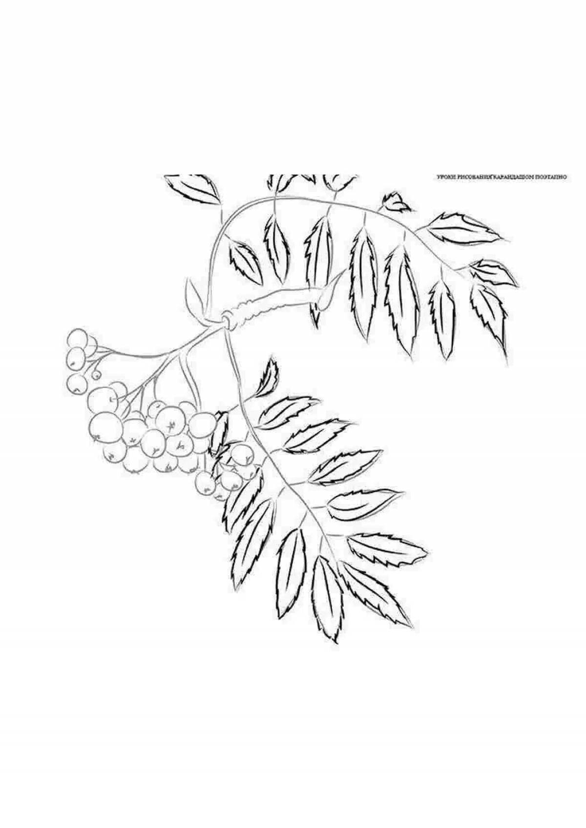 Интригующая страница раскраски листьев рябины