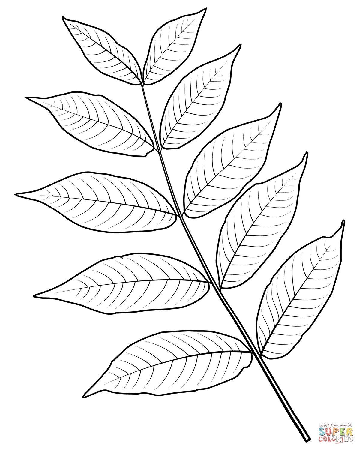 Раскраска экзотических листьев рябины