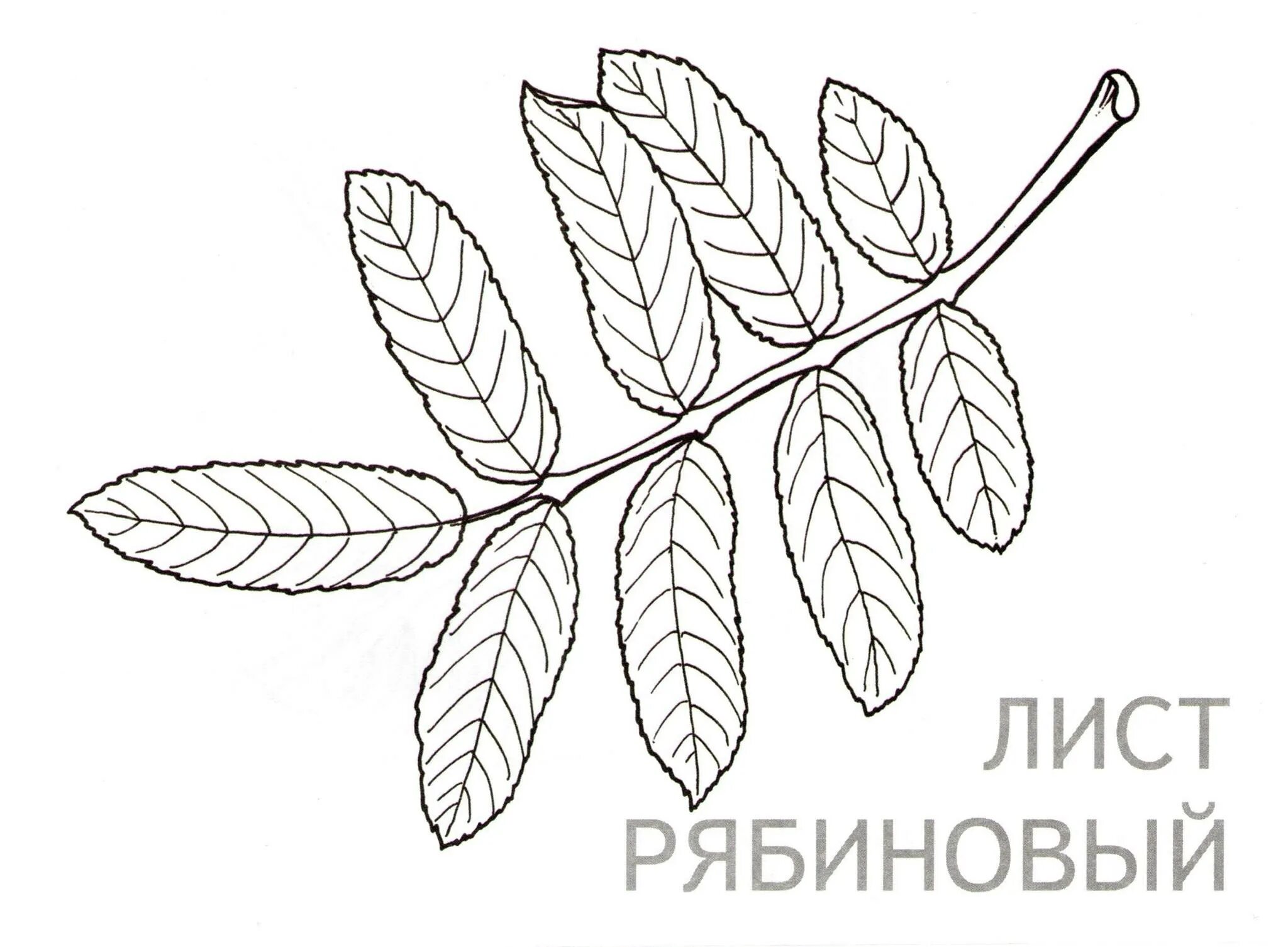 Уникальная страница раскраски листьев рябины