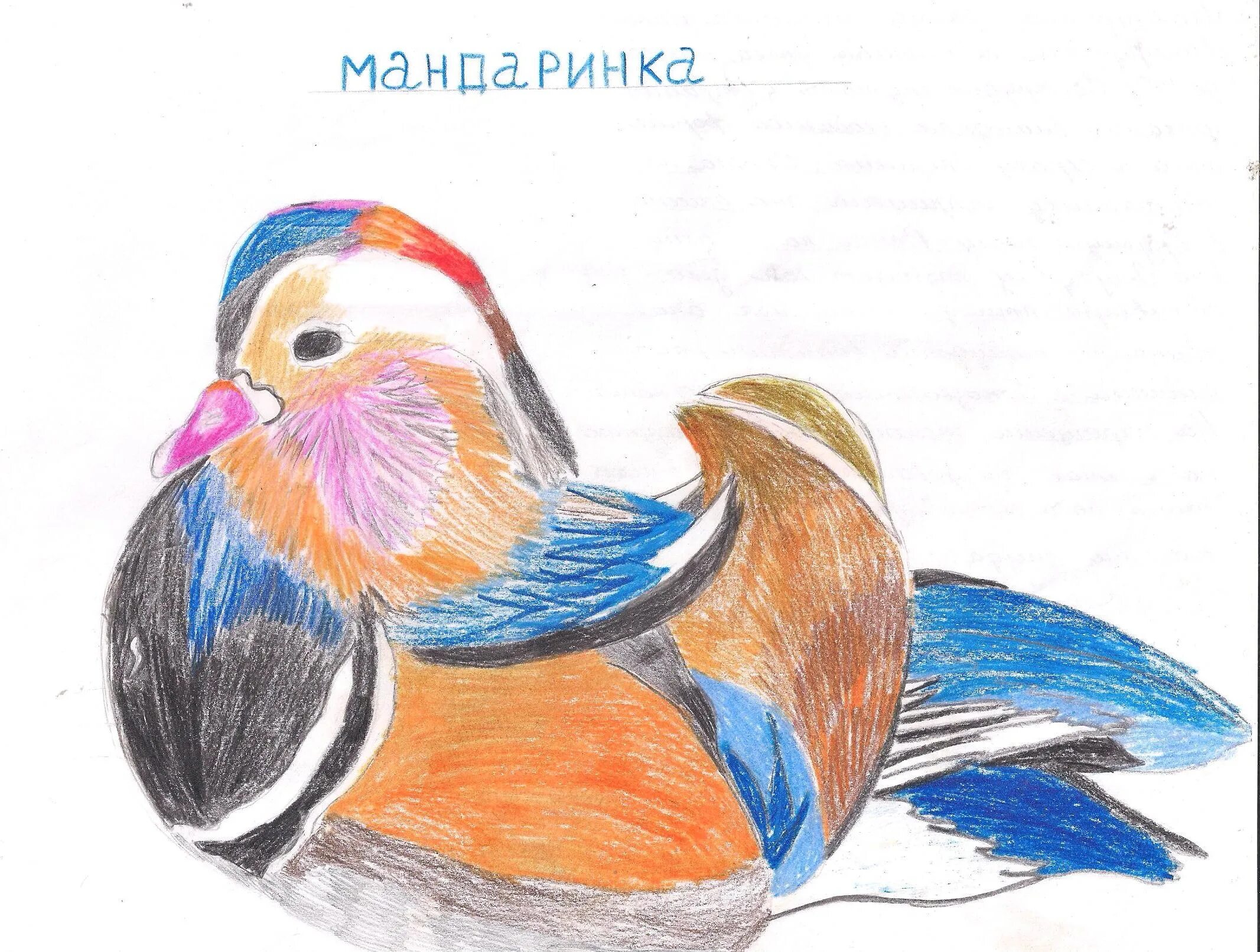 Очаровательная утка-мандаринка раскраски для детей
