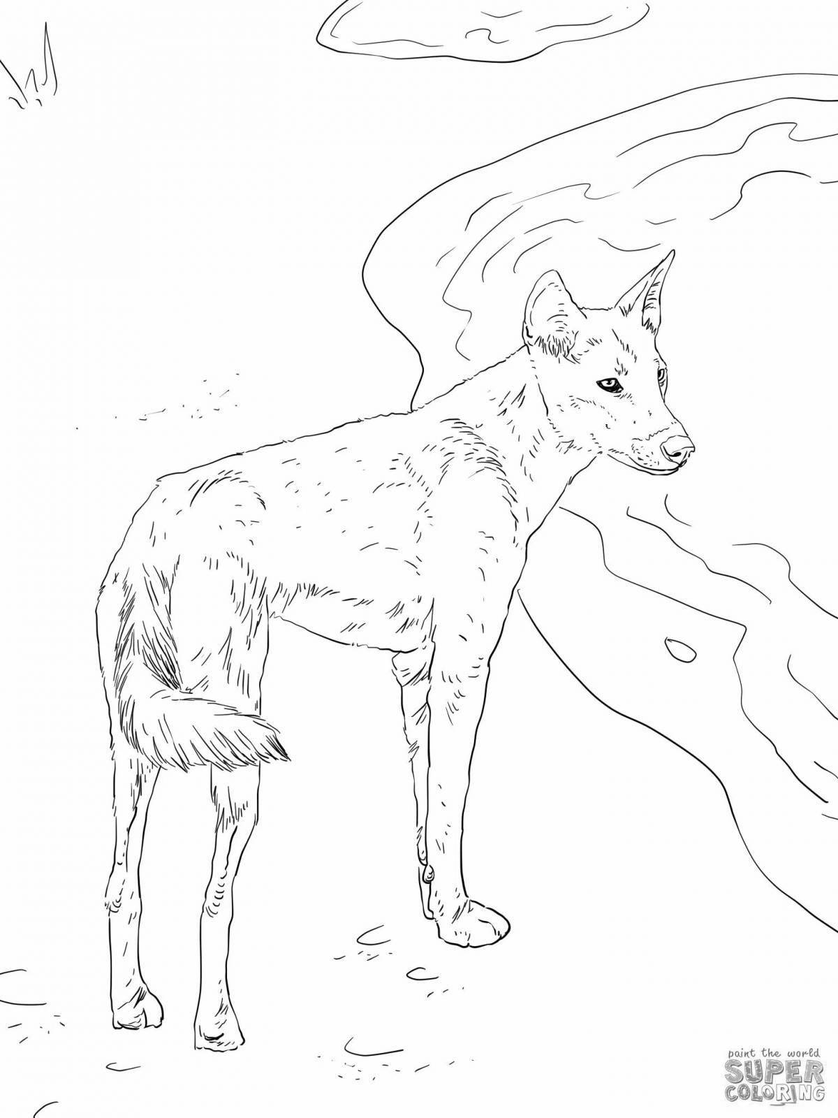 Раскраска игривая собака динго
