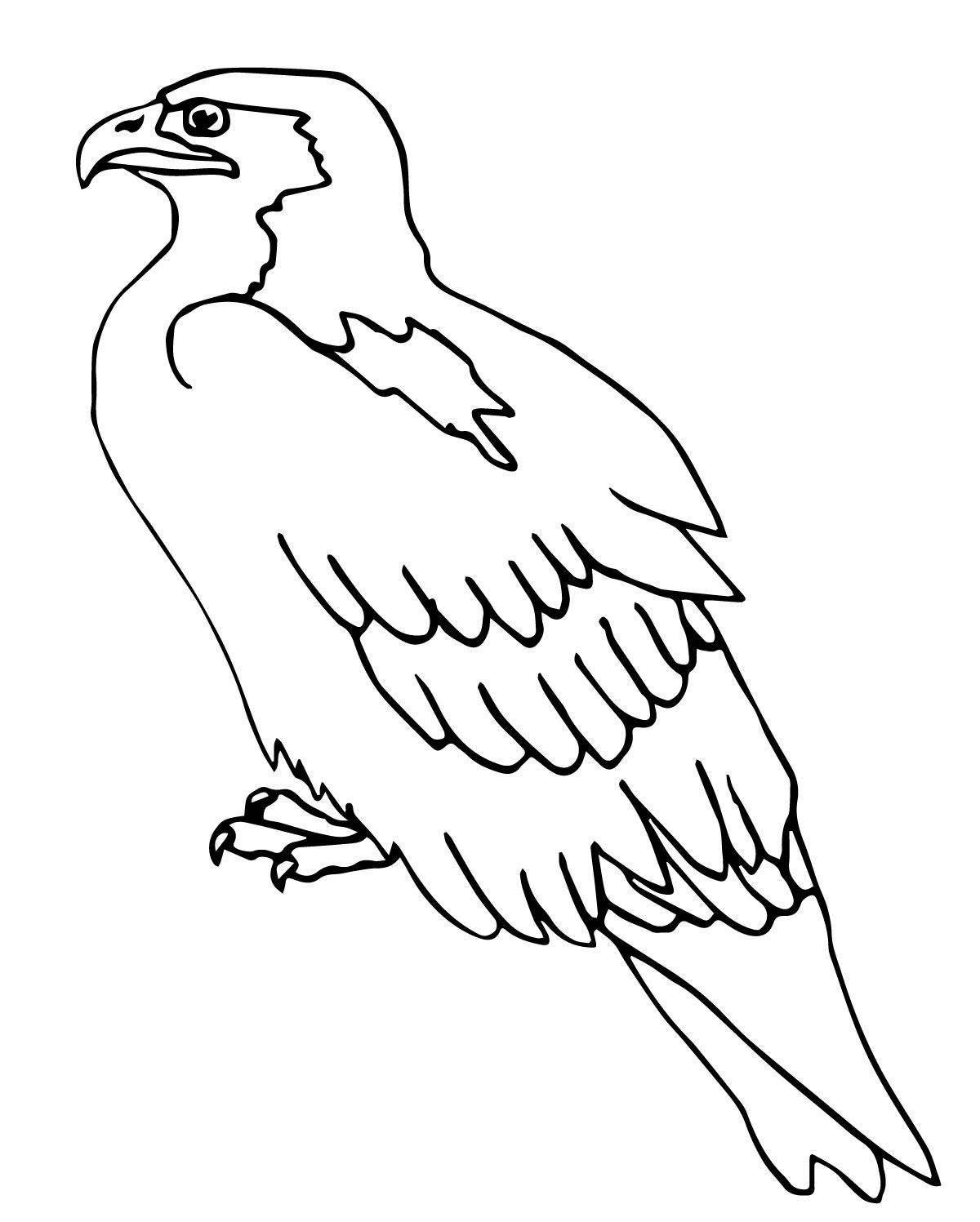 Раскраска потрясающая птица-сапсан