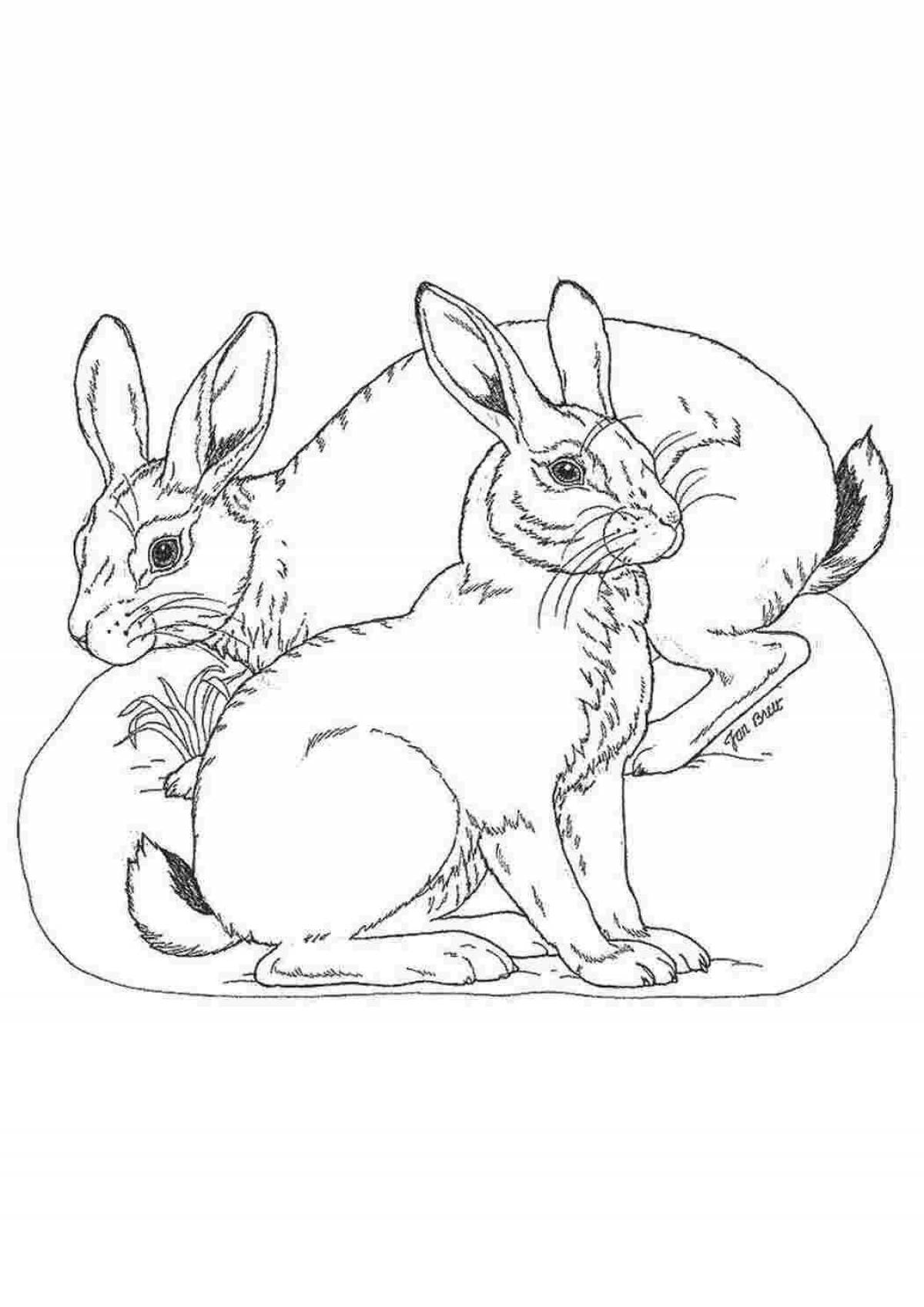 Раскраска милый заяц кролик