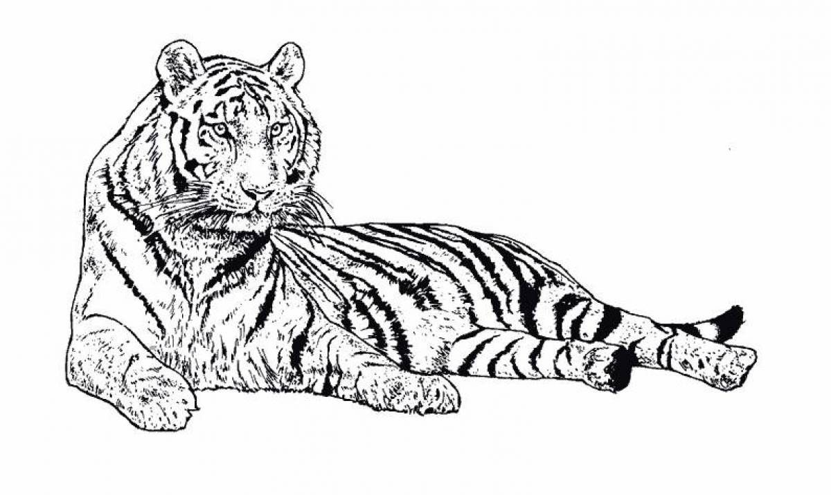 Раскраска пленительный амурский тигр