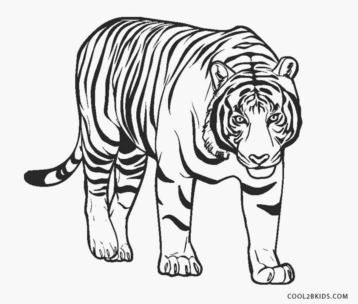 Раскраска царственный амурский тигр