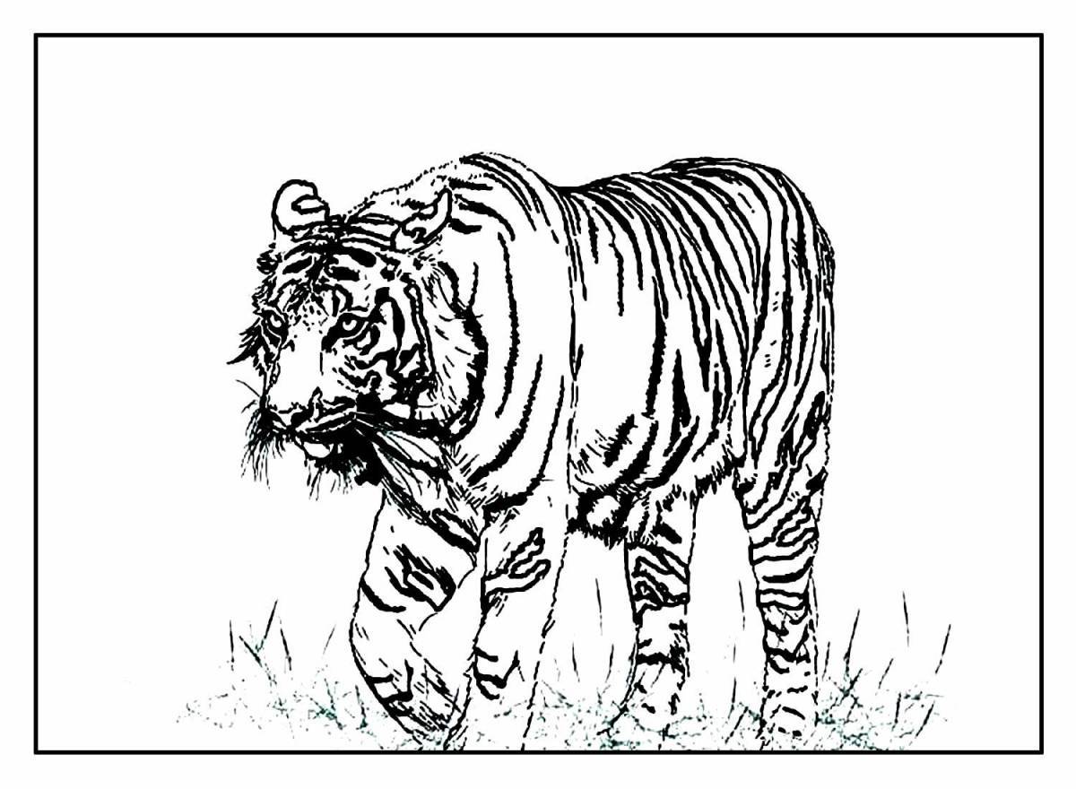 Раскраска красивый амурский тигр