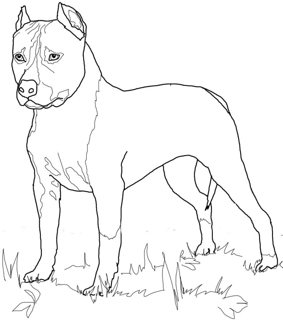 Раскраска очаровательная собака питбуль