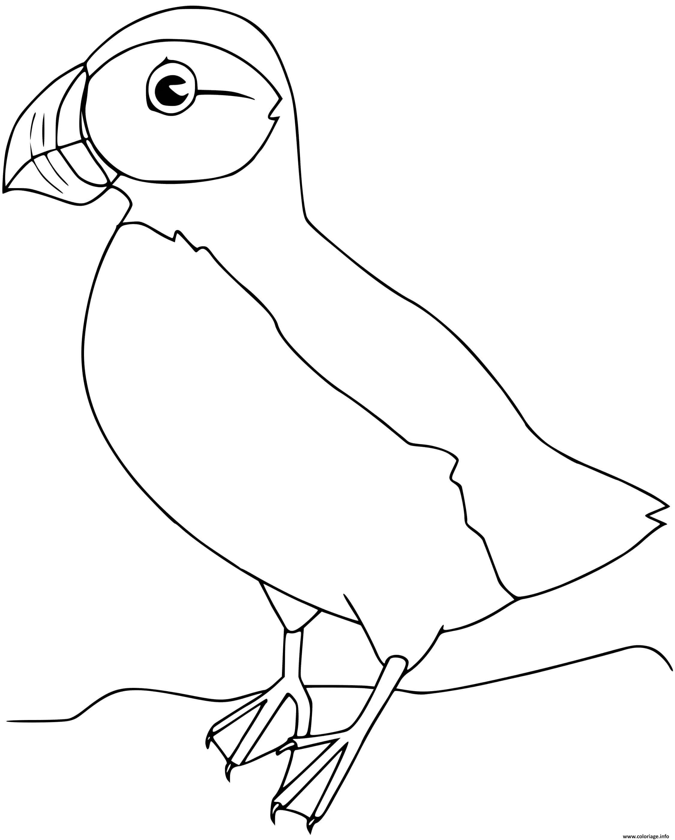 Раскраска милая птица-тупик