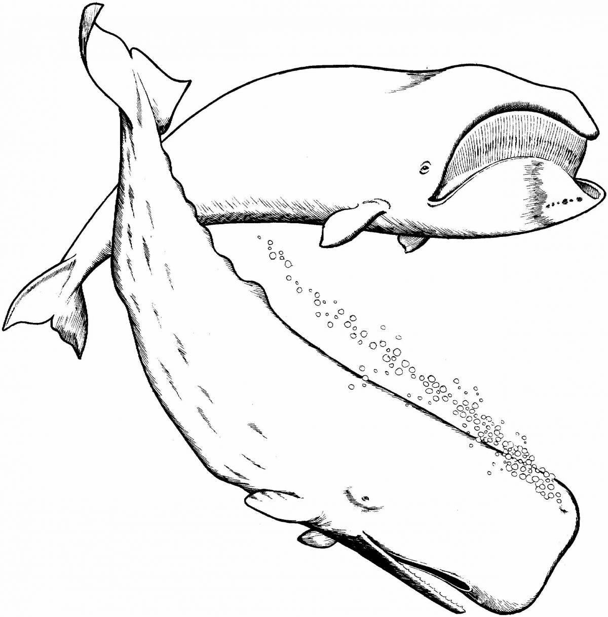 Изысканная раскраска рисунок кита