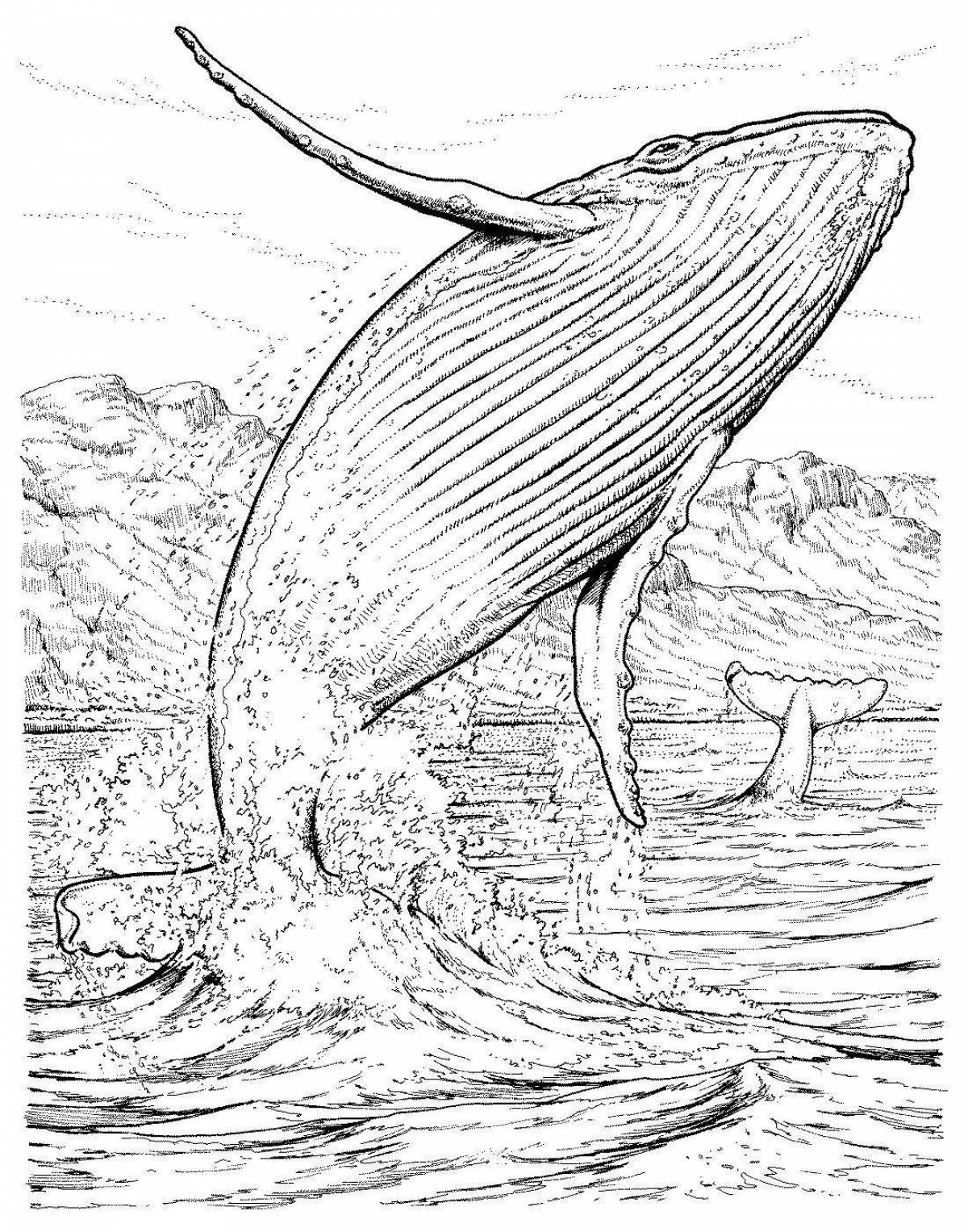 Восхитительная раскраска рисунок кита