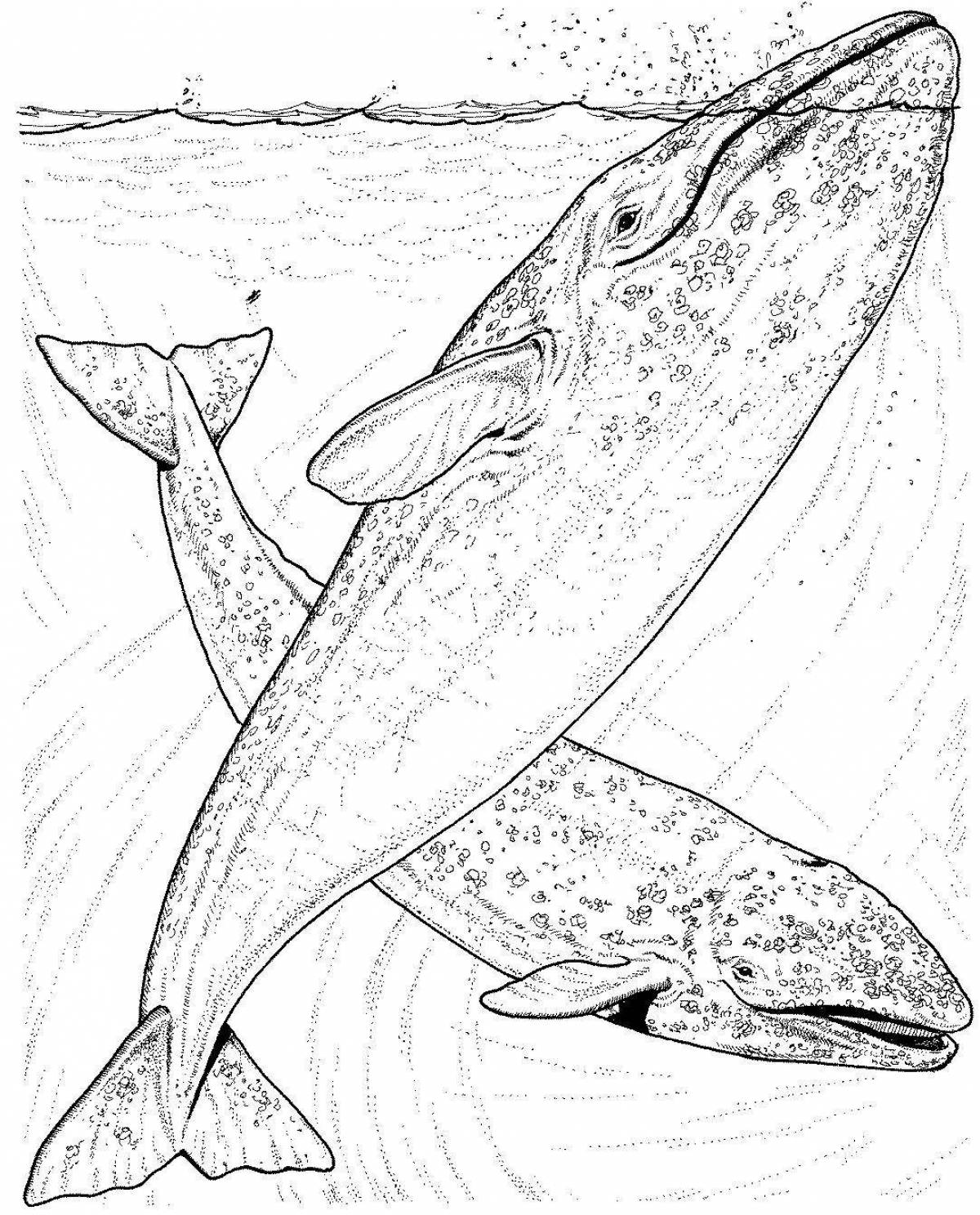 Креативная раскраска рисунок кита