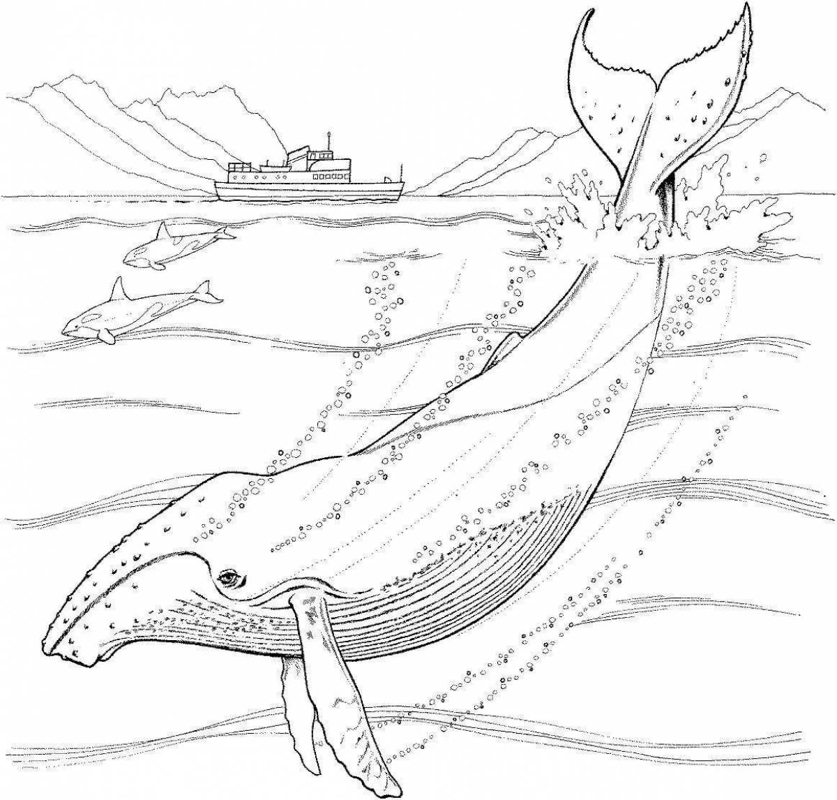 Подробная раскраска рисунок кита