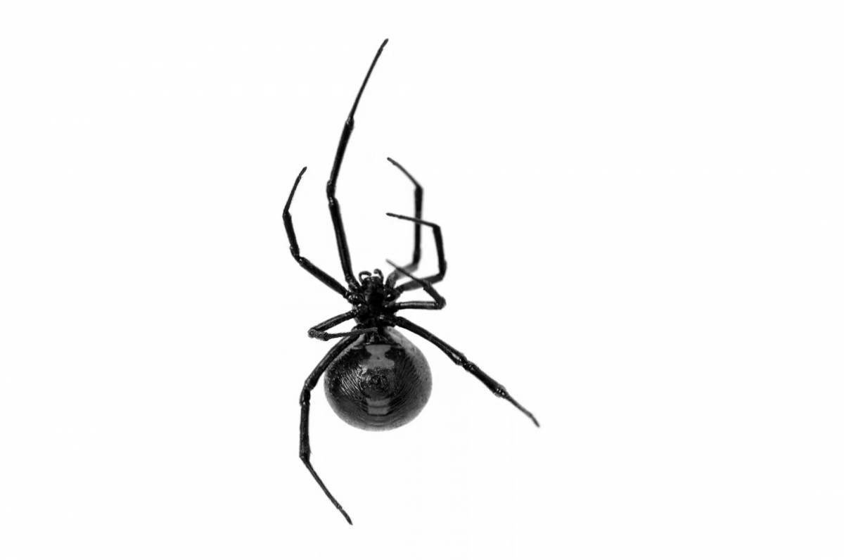 Сложная раскраска паук черная вдова