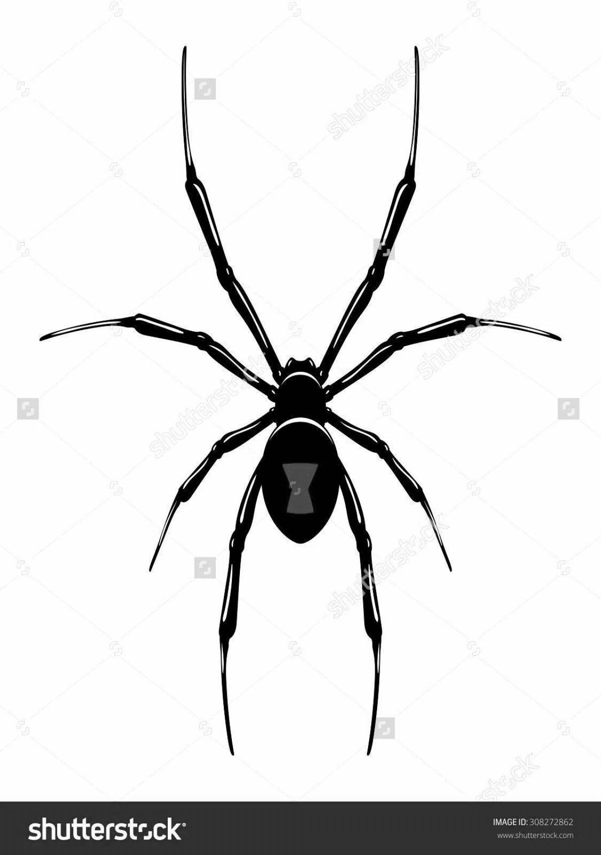 Увлекательная раскраска паук черная вдова