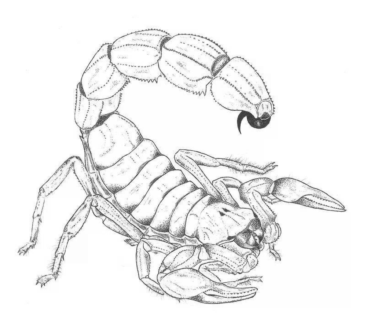 Привлекательная раскраска скорпион