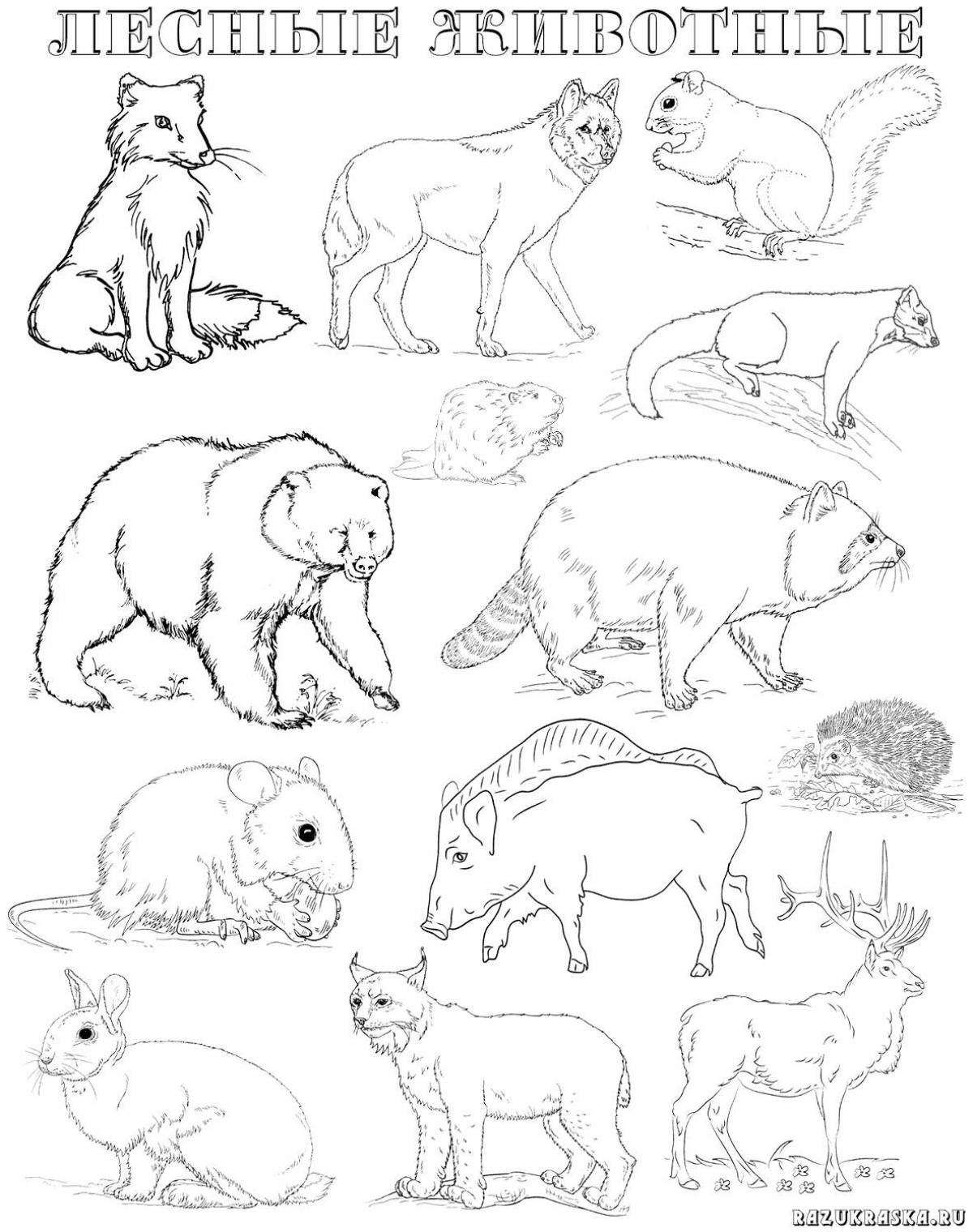 Интересная страница раскраски диких животных для детей 6-7 лет