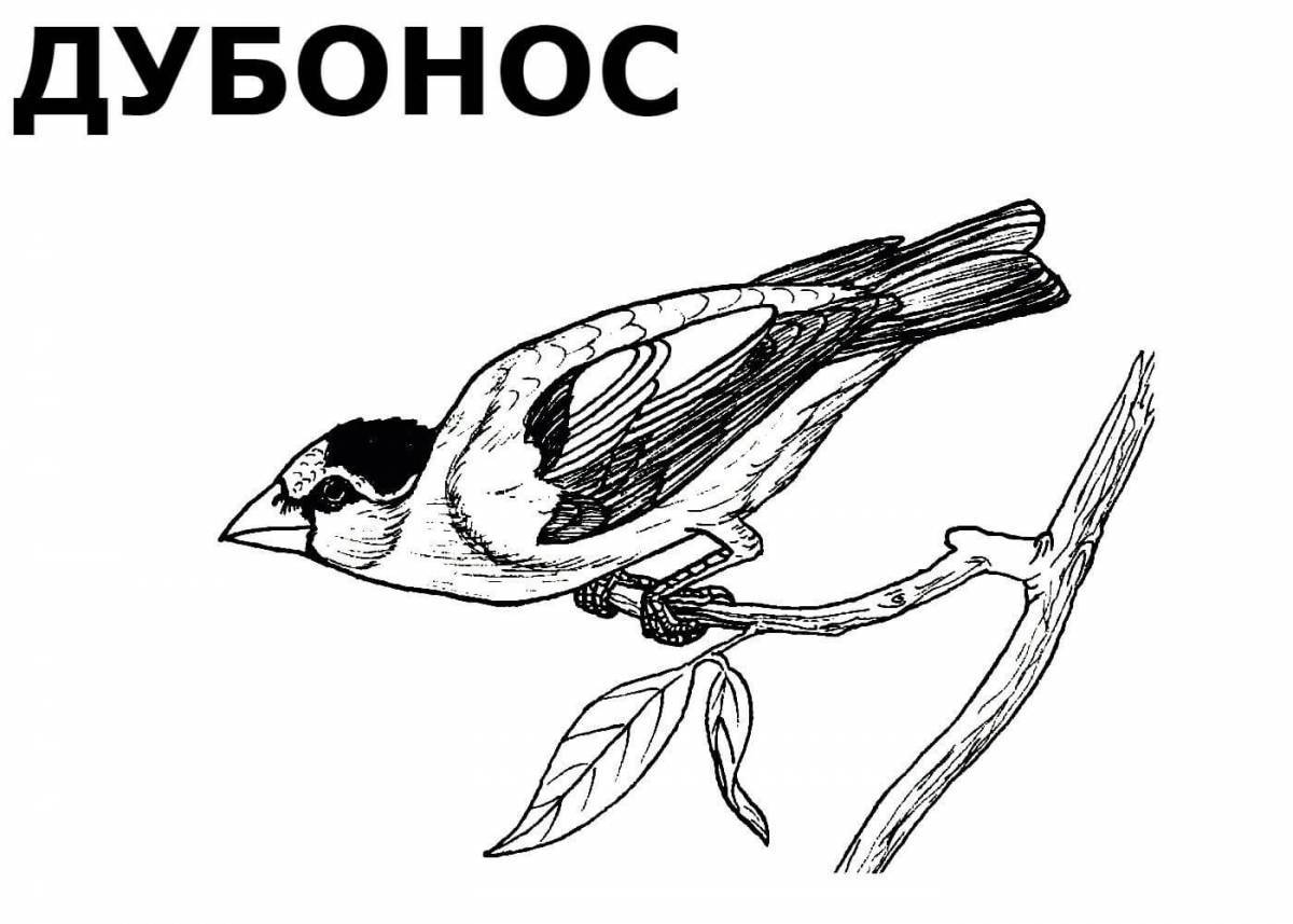 Раскраска «игривые зимующие птицы» для детей 3-4 лет