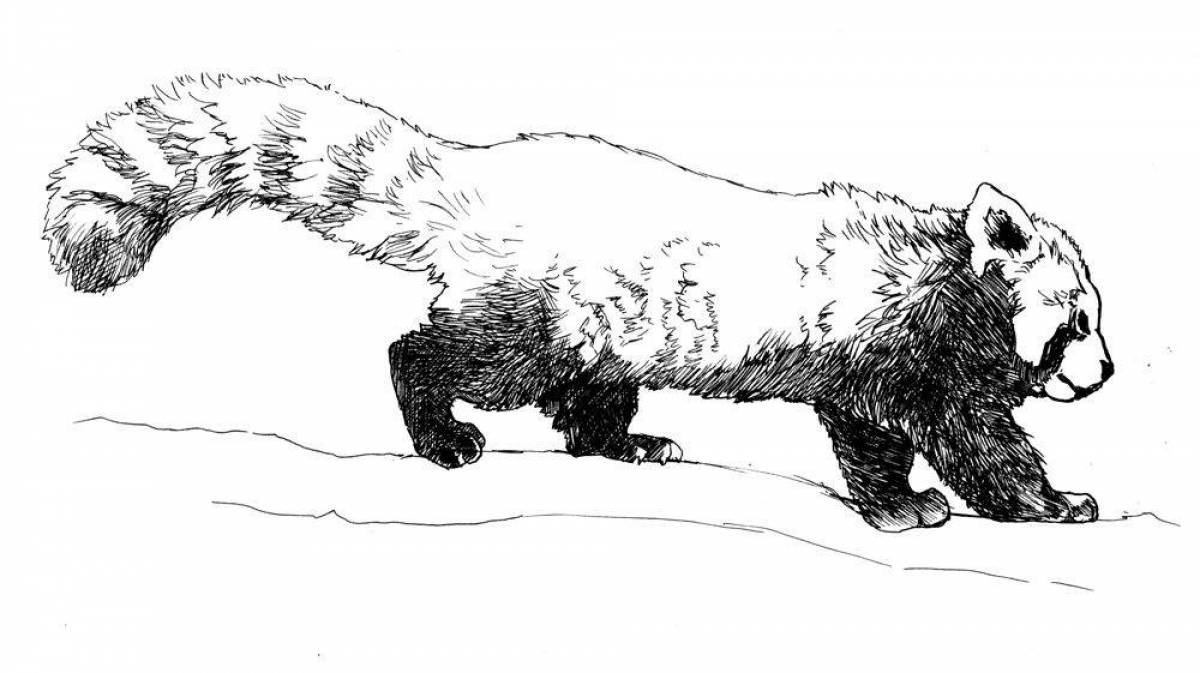 Раскраска пузырчатая красная панда