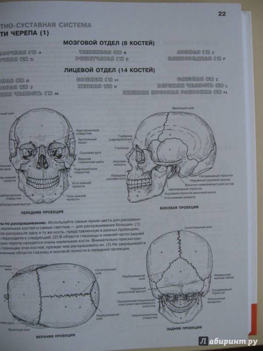 Раскраски Анатомия человека атлас 15 шт скачать или распечатать