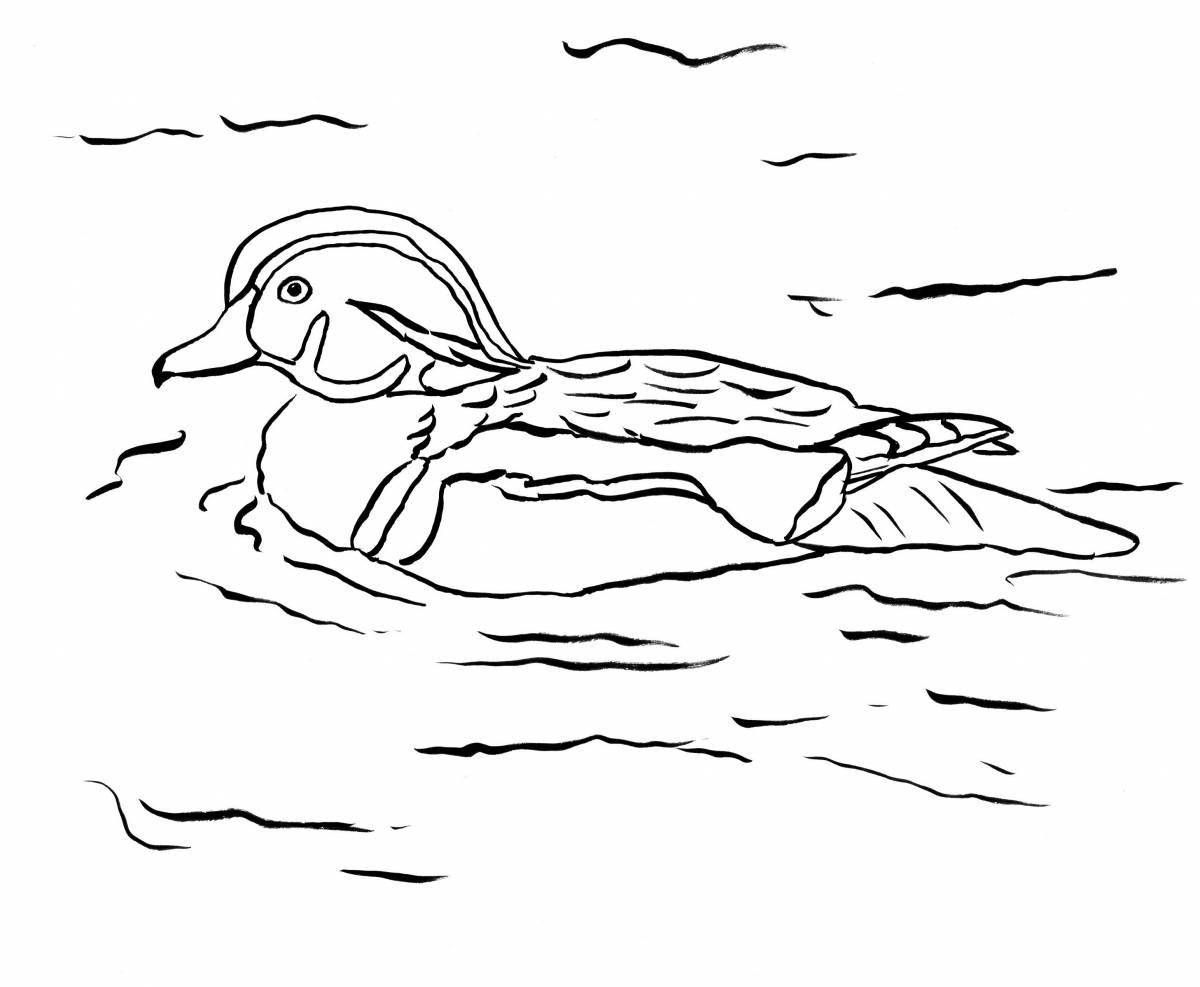 Анимированная страница раскраски «утка-мандаринка»