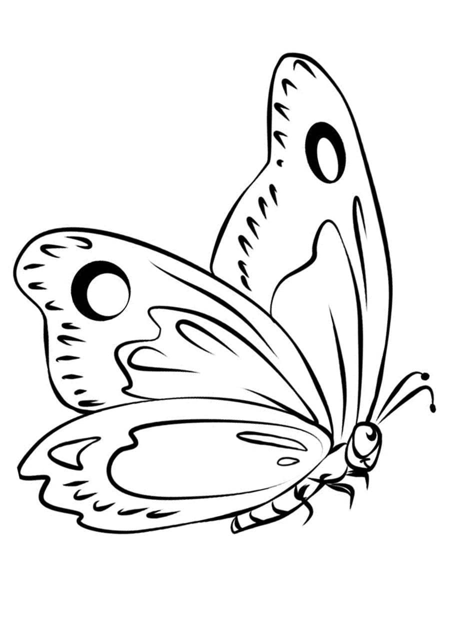 Прекрасная страница раскраски бабочки
