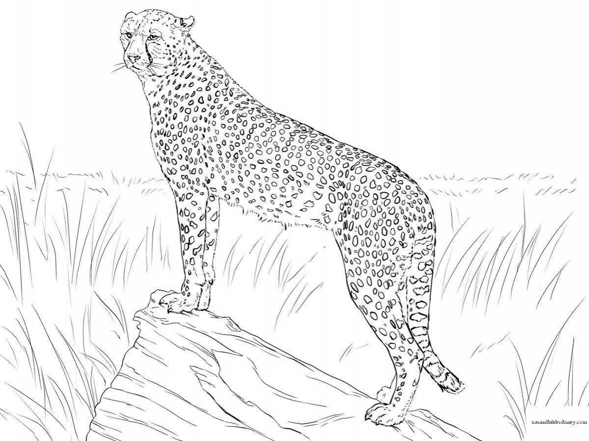 Увлекательная раскраска гепард для детей