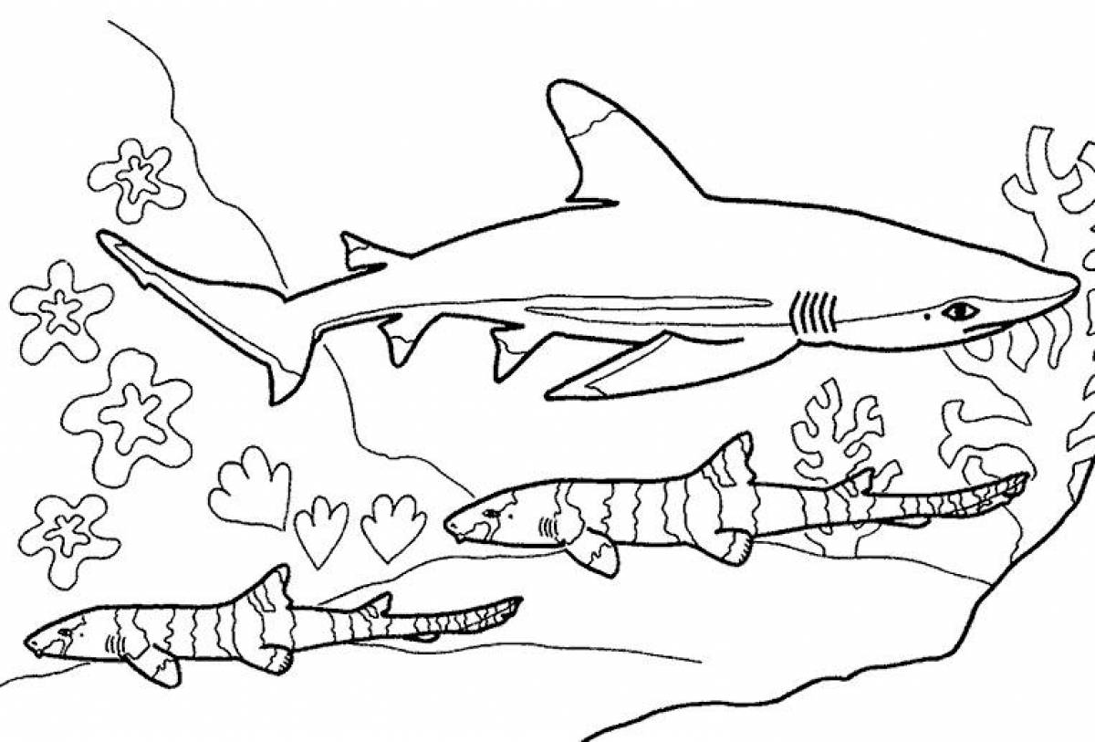 Раскраска Акула #2