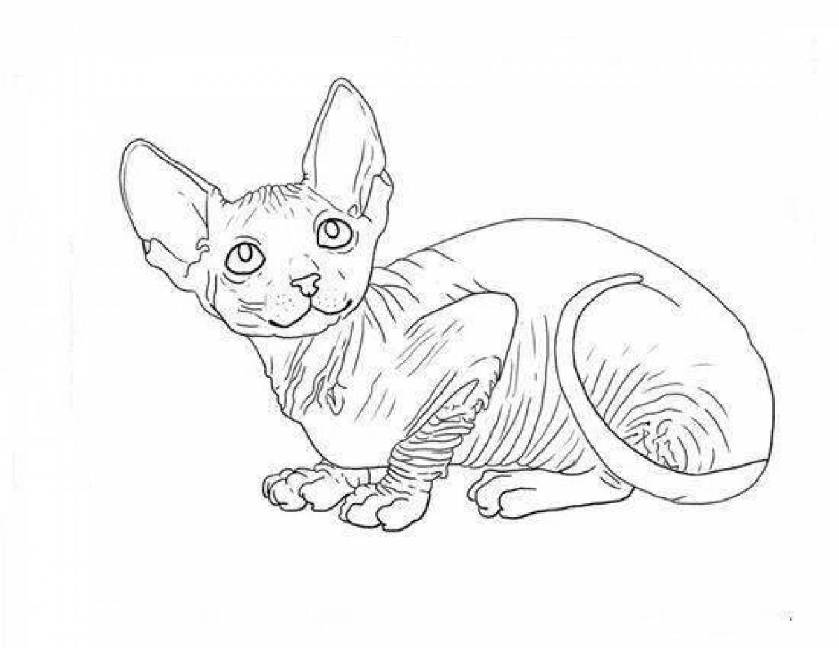 Раскраска остроумный кот-сфинкс